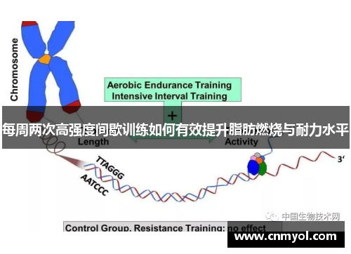 每周两次高强度间歇训练如何有效提升脂肪燃烧与耐力水平